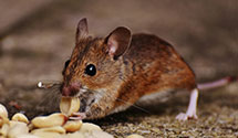 24 Hour & Emergency Exterminators in Saratoga Hills, CA